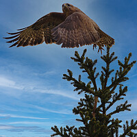Buy canvas prints of Buzzard taking flight. by Tommy Dickson