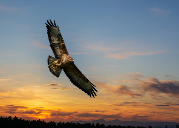 Common Buzzard  at sunset.  Picture Board by Tommy Dickson