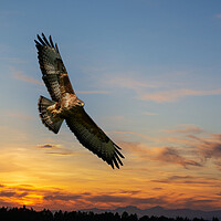 Buy canvas prints of Common Buzzard  at sunset.  by Tommy Dickson