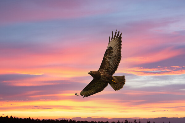 Buzzard flying in a beautiful sunset. Picture Board by Tommy Dickson