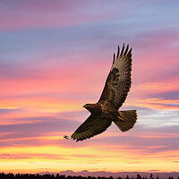Buy canvas prints of Buzzard flying in a beautiful sunset. by Tommy Dickson