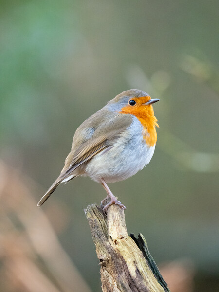 The Majestic Robin Picture Board by Tommy Dickson