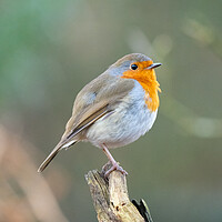 Buy canvas prints of The Majestic Robin by Tommy Dickson