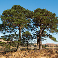 Buy canvas prints of Scots Pines. by Tommy Dickson