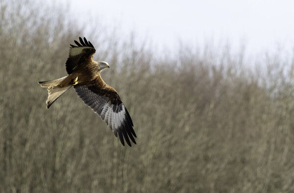 Red Kite Picture Board by Tommy Dickson
