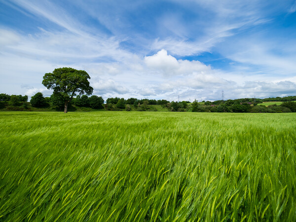 Barley field Picture Board by Tommy Dickson