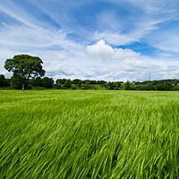 Buy canvas prints of Barley field by Tommy Dickson