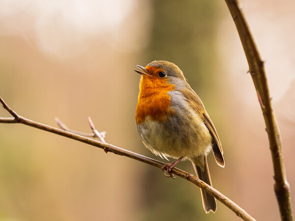 Melodic Robin Redbreast Picture Board by Tommy Dickson