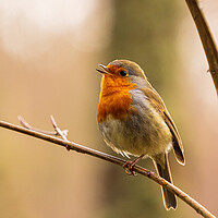 Buy canvas prints of Melodic Robin Redbreast by Tommy Dickson