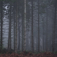 Buy canvas prints of Misty Woodland scene, Falkirk, Scotland.  by Tommy Dickson