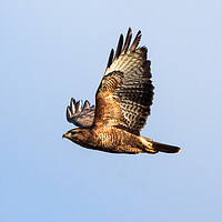 Buy canvas prints of Common Buzzard in flight. by Tommy Dickson
