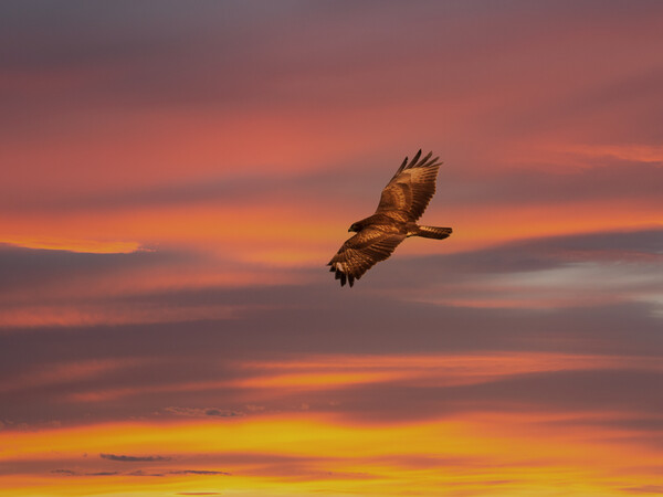 Common Buzzard at sunset. Picture Board by Tommy Dickson