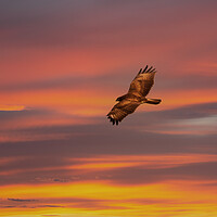 Buy canvas prints of Common Buzzard at sunset. by Tommy Dickson