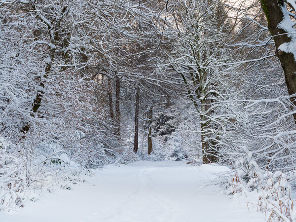 A woodland scene at winter Picture Board by Tommy Dickson