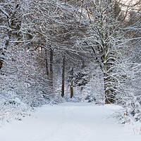Buy canvas prints of A woodland scene at winter by Tommy Dickson