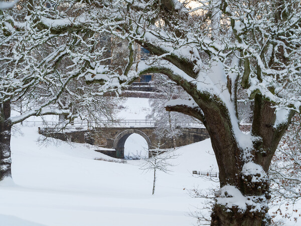 A snowy scene in Callendar Park, Falkirk.  Picture Board by Tommy Dickson