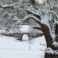 Buy canvas prints of A snowy scene in Callendar Park, Falkirk.  by Tommy Dickson
