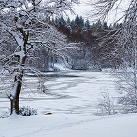 Buy canvas prints of Snowy scene in Callendar Park, Falkirk.  by Tommy Dickson