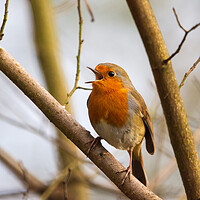 Buy canvas prints of Robin Redbreast by Tommy Dickson