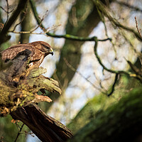 Buy canvas prints of Common Buzzard. by Tommy Dickson