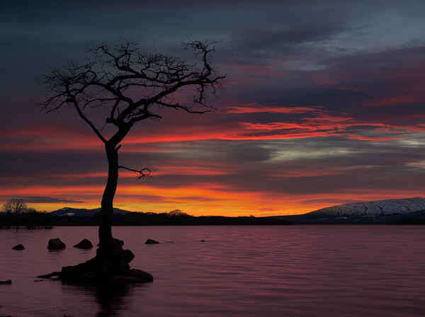 Sunset at Loch Lomond, Scotland.  Picture Board by Tommy Dickson