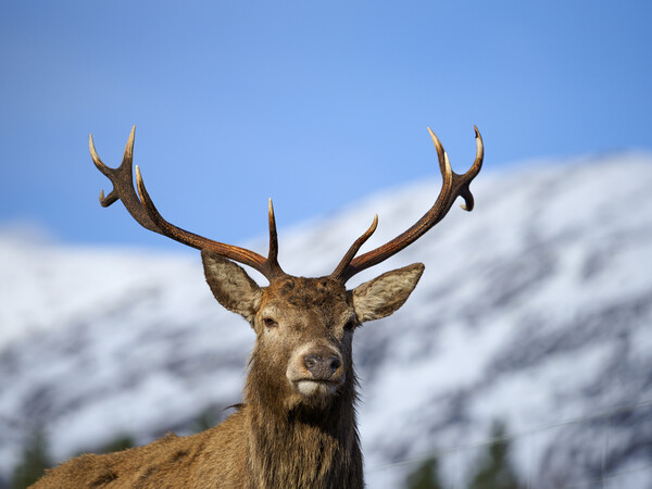 Red Deer Stag Portrait.  Picture Board by Tommy Dickson