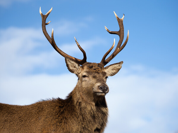 Majestic Highland Red Deer Picture Board by Tommy Dickson