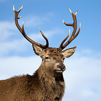 Buy canvas prints of Majestic Highland Red Deer by Tommy Dickson