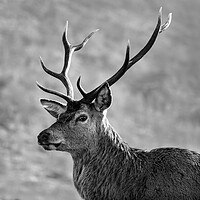 Buy canvas prints of Stag, Scotland. Black and white by Tommy Dickson