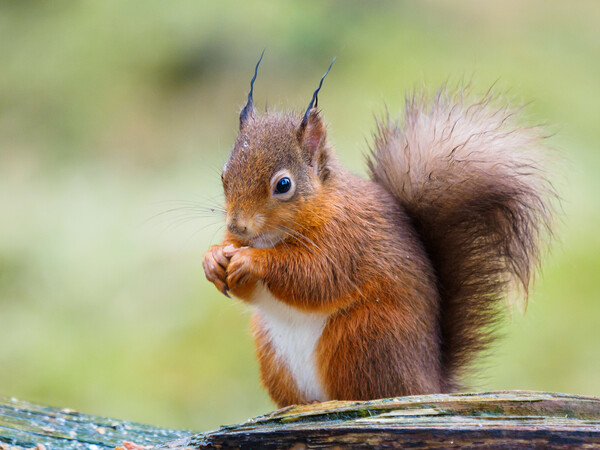 Red Squirrel  Picture Board by Tommy Dickson