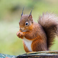 Buy canvas prints of Red Squirrel  by Tommy Dickson