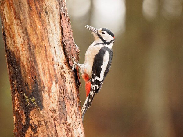 Great Spotted Woodpecker. Picture Board by Tommy Dickson