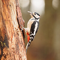 Buy canvas prints of Great Spotted Woodpecker. by Tommy Dickson