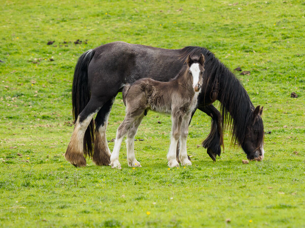 Cob & Foal. Picture Board by Tommy Dickson