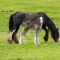 Buy canvas prints of Cob & Foal. by Tommy Dickson