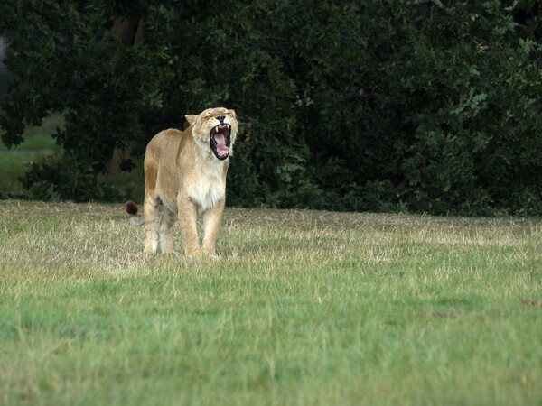 Lioness Yawning. Picture Board by Tommy Dickson