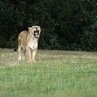 Buy canvas prints of Lioness Yawning. by Tommy Dickson