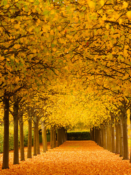 An avenue of trees at autumn. Picture Board by Tommy Dickson