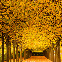 Buy canvas prints of An avenue of trees at autumn. by Tommy Dickson