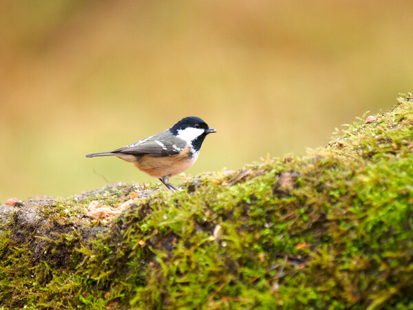 Coal Tit. Picture Board by Tommy Dickson