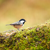Buy canvas prints of Coal Tit. by Tommy Dickson