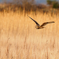 Buy canvas prints of Short Eared Owl Hunting. by Tommy Dickson