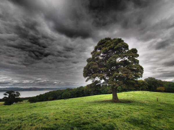 Solitary tree under stormy skies. Picture Board by Tommy Dickson