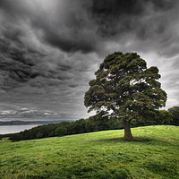 Buy canvas prints of Solitary tree under stormy skies. by Tommy Dickson