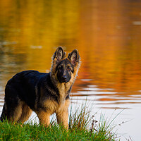 Buy canvas prints of German Shepherd Puppy. by Tommy Dickson