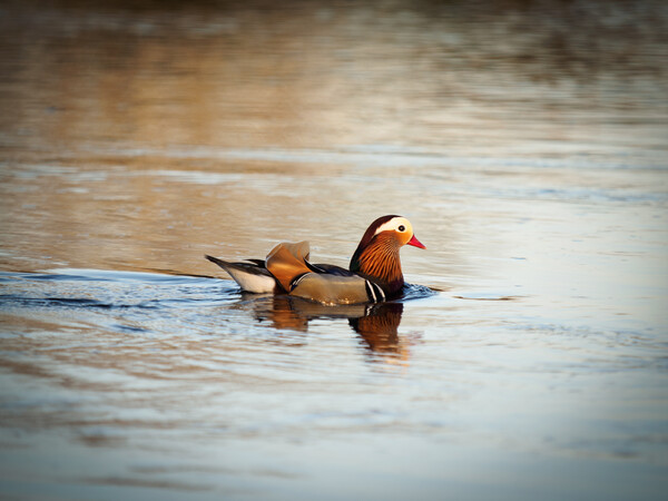 Mandarin Duck. Picture Board by Tommy Dickson