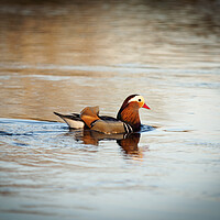 Buy canvas prints of Mandarin Duck. by Tommy Dickson