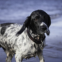 Buy canvas prints of Springer Spaniel by Tommy Dickson