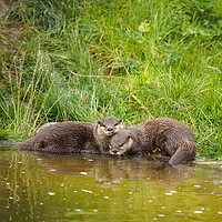 Buy canvas prints of Asian Short Clawed Otter by Tommy Dickson