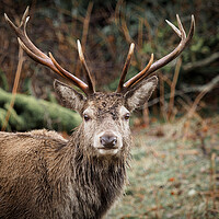 Buy canvas prints of Red Deer Stag by Tommy Dickson